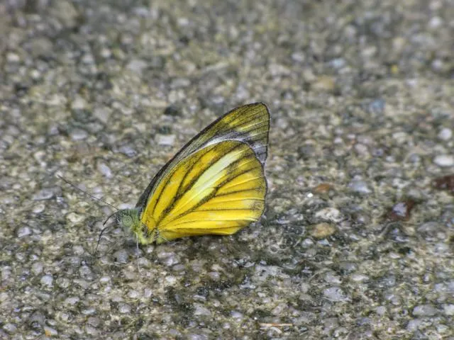 nsekʰabranilaʔpop