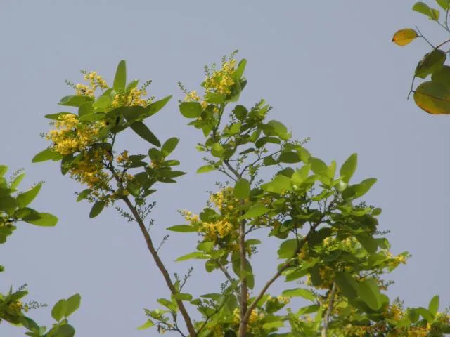 miacʰondonsula
