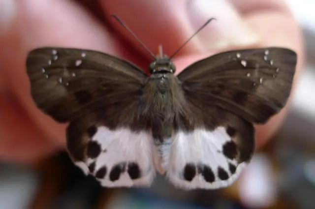 pulatʰulwoetʰnelaʔpop