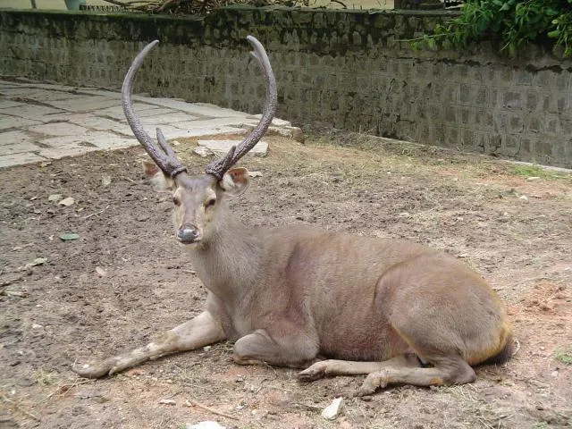 sera