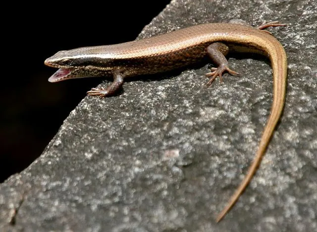tʃlar