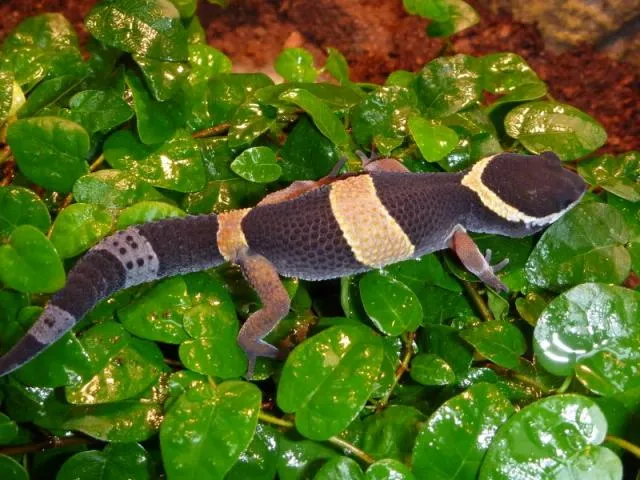 kabra=tǝnǝ korle