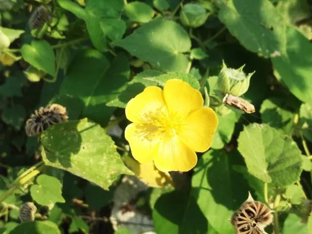 cʰurcʰuiksar
