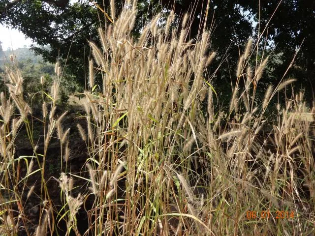 porwa buʈa
