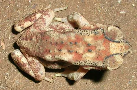 kʰabradiʔ