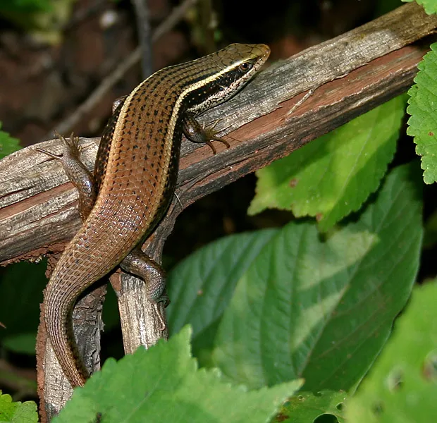buhucʰlar