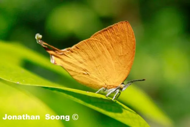 sẽ: sǝgo tʃi:=tǝnǝ nlaʔ-pog