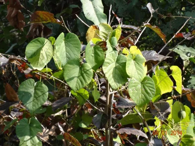 lboʔ-biʔ