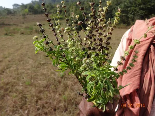 tulsi-tʃeʔ