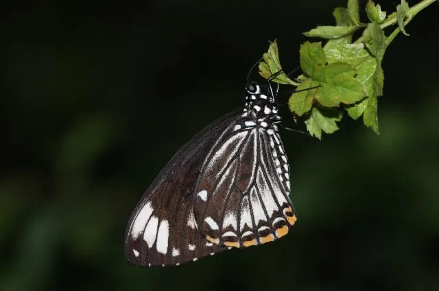 kʰabratʰnelaʔpop