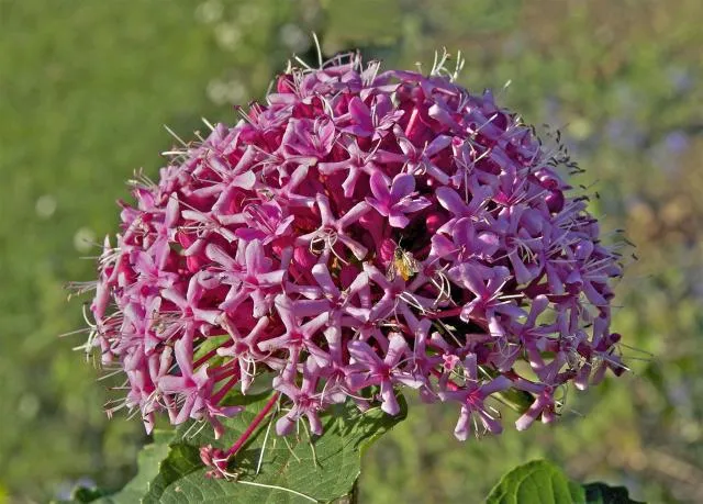 kʰagoc sari