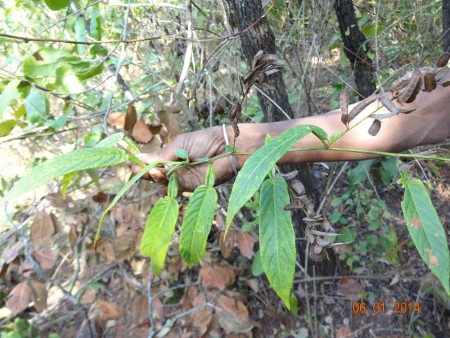 pɪle bugɖa