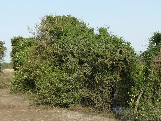 soegesaɽiɽe