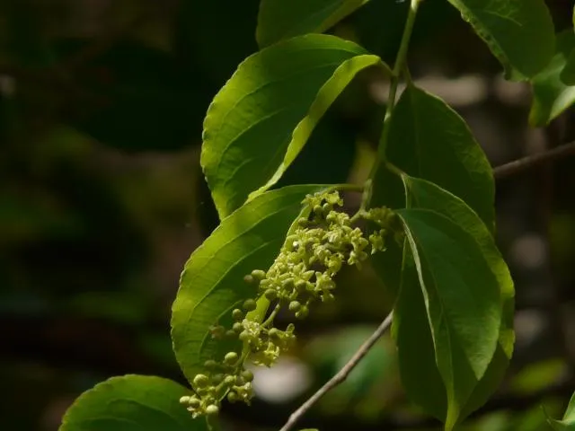 malircʰucʰuiɽe