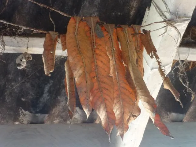 toron