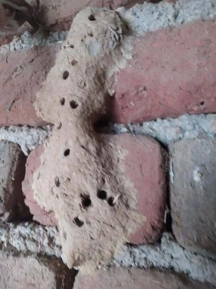 अंजणहारी