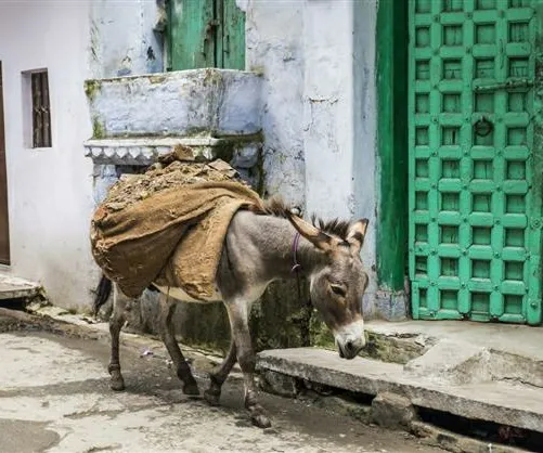 खोत्ता