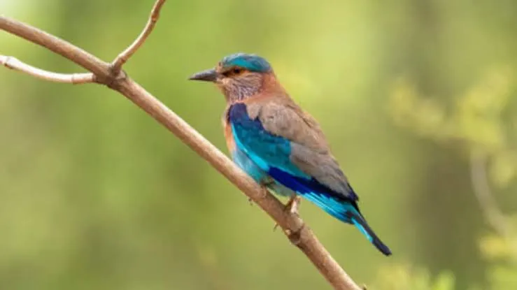 लीलटांच