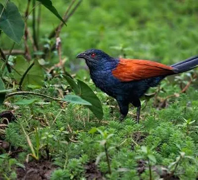 Arikuuri