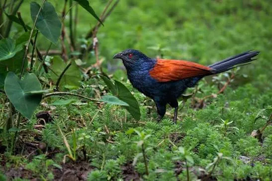 Arikuuri