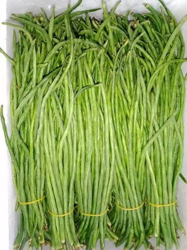 Borhodi