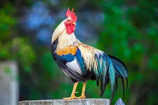 Rata Kura