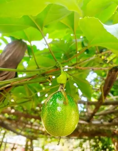 Anargula