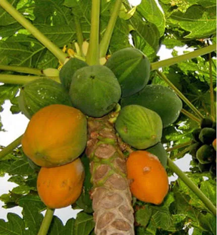 Hoiyya