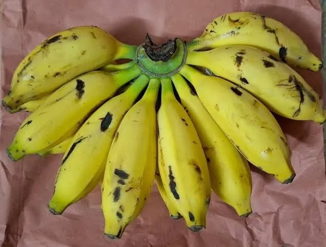 Samba Kela