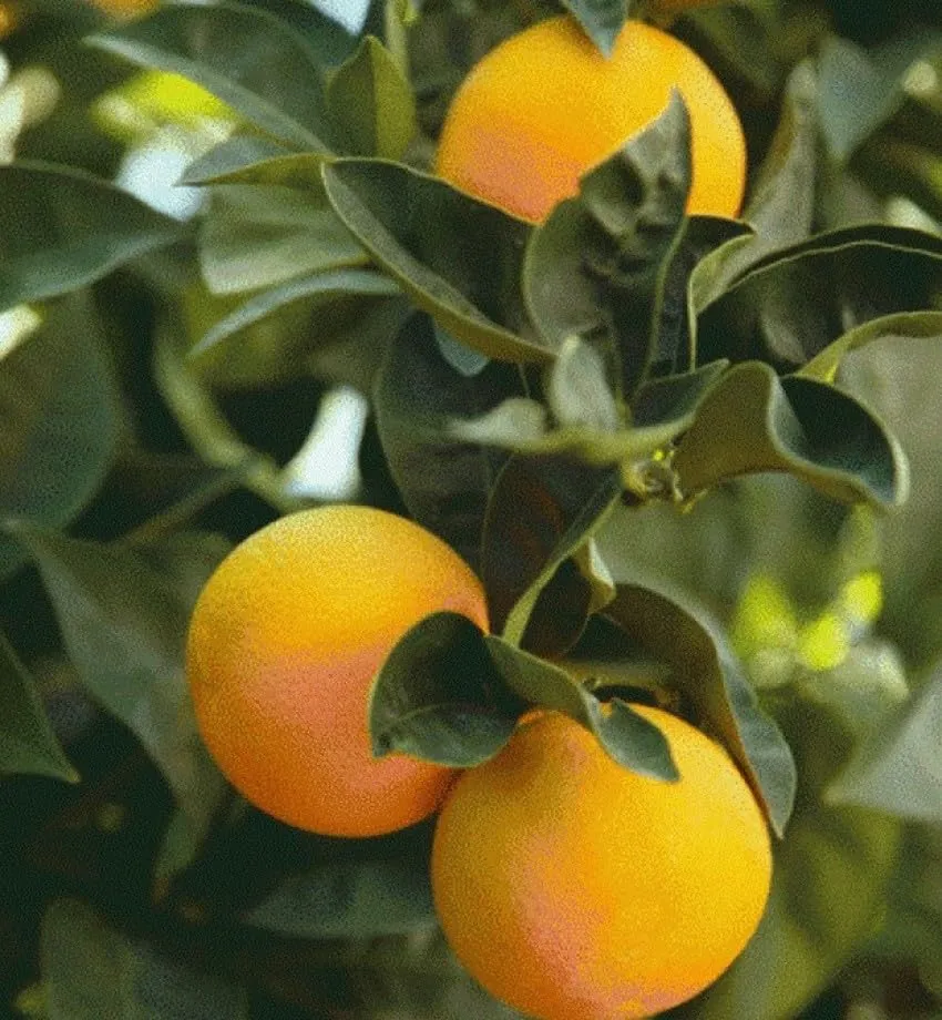 Musambi