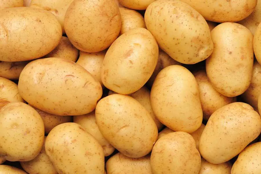 Alugula