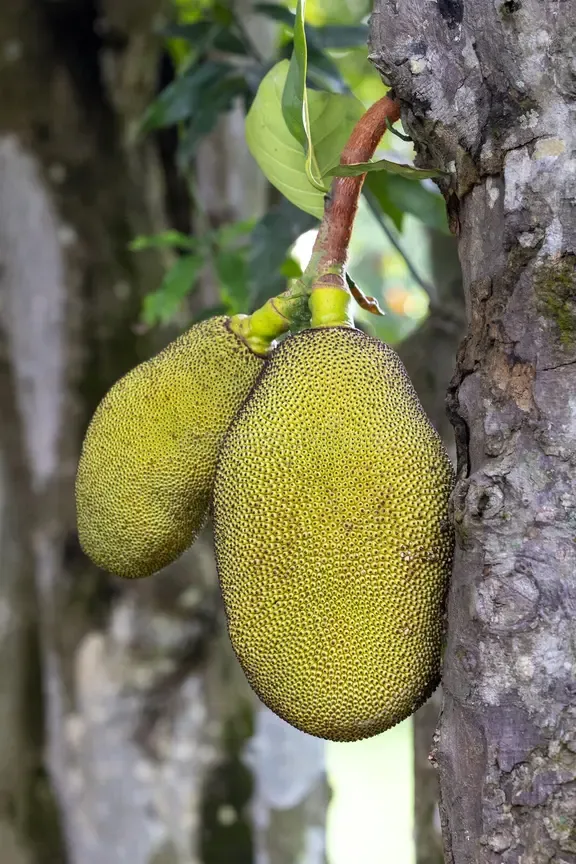 Hattol
