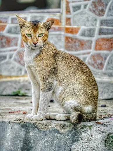Bilai