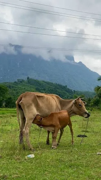 Gai Goru