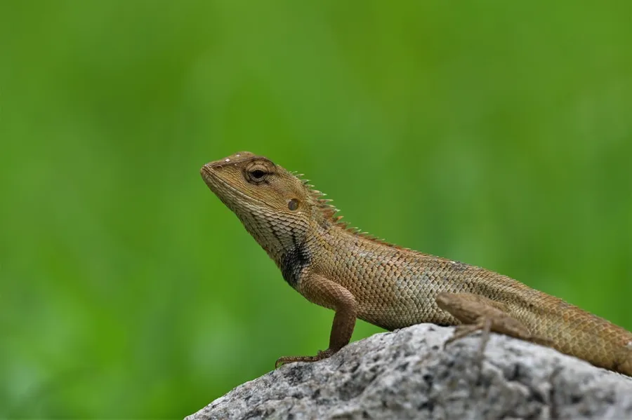 Mar-Kodi