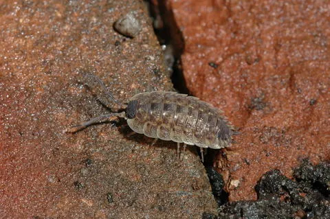 Kharag