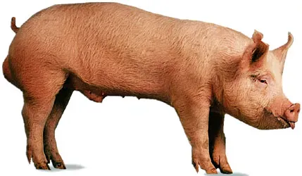 Khog