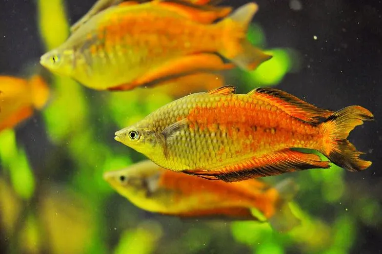 ã^sah