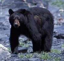 nita'
