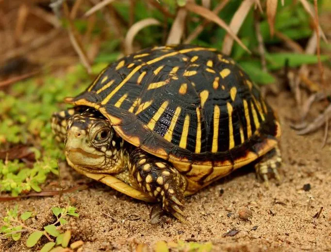 lukse'