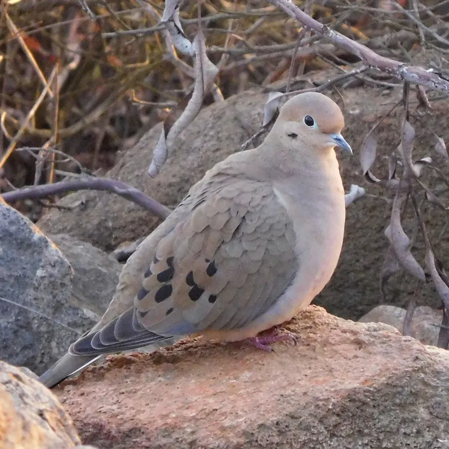 kilyaahwii