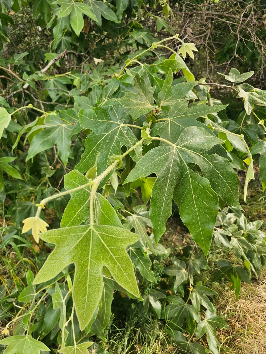 'ehpuull