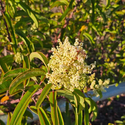 pellychaa