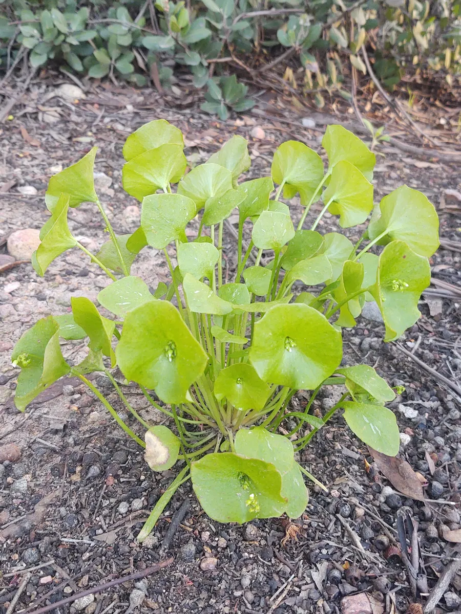 'ekwak echitt