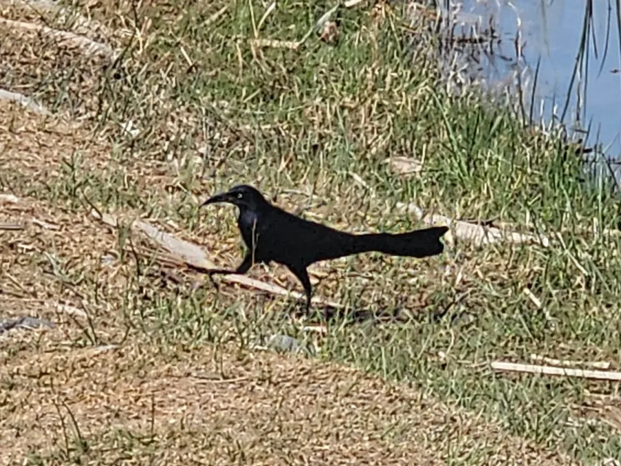 chuqaachuq
