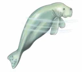 aakáàyɨ̀