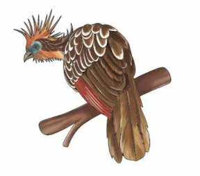 sáásààja