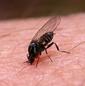 sinaja