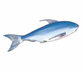 kaníìrù