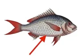 naasi